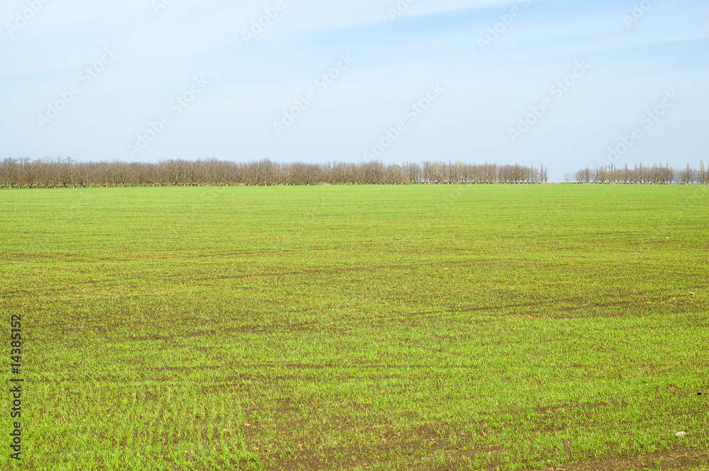 Fototapeta premium green field