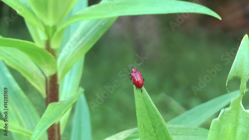 Insetto rosso su una foglia photo