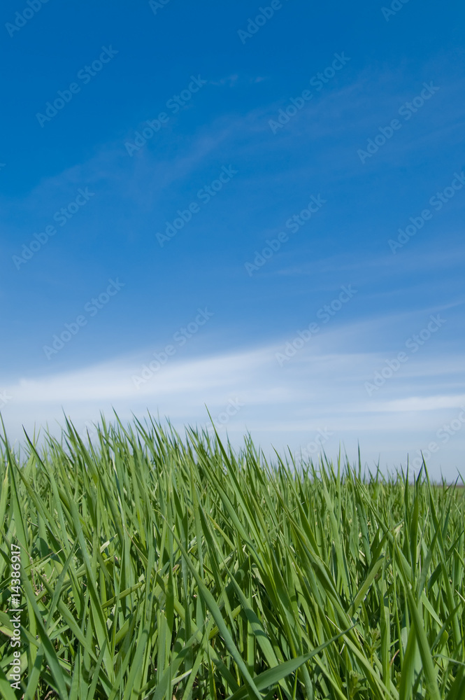 green grass and sky green grass and sky