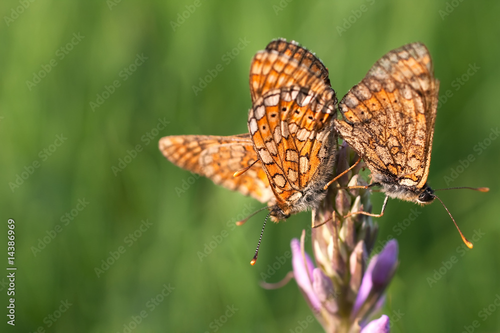 Fototapeta premium Marsh Fritillary