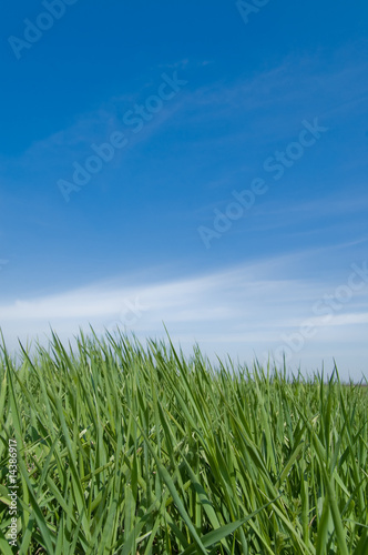 green grass and sky