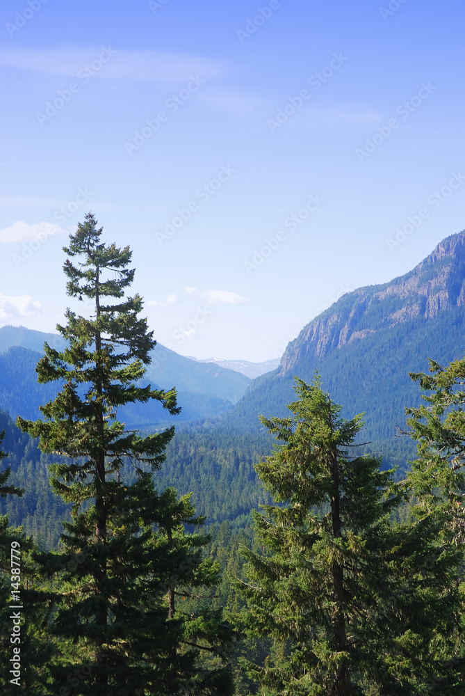Mauntain panorame view with pine trees. Mauntain panorame view with pine trees.