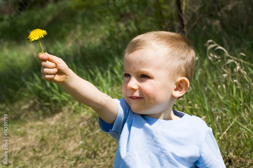 Dandelion present