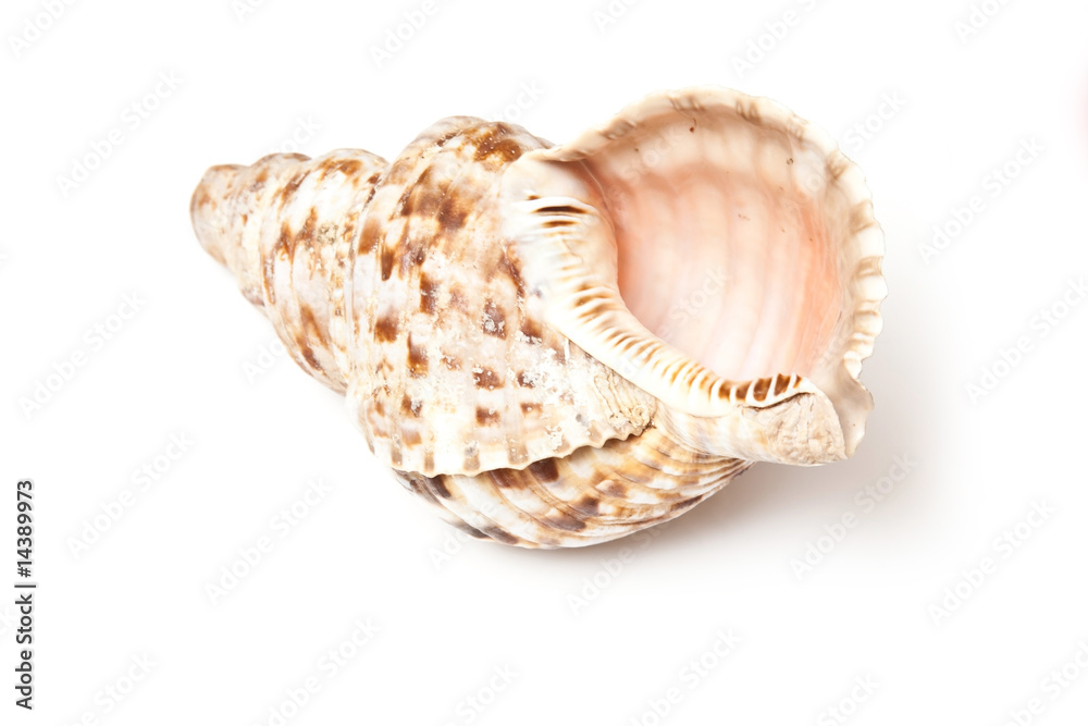 Conch shell isolated on a white studio background. Conch shell isolated on a white studio background.