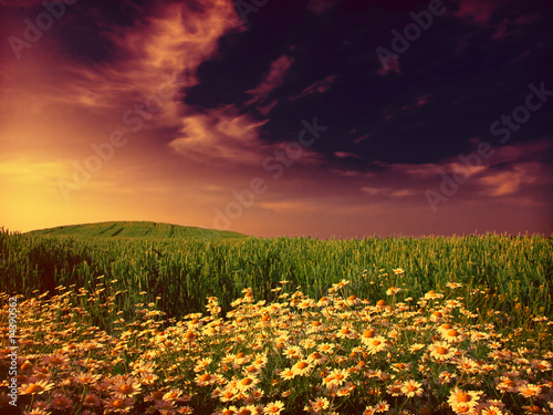 flowers and wheat in sunset