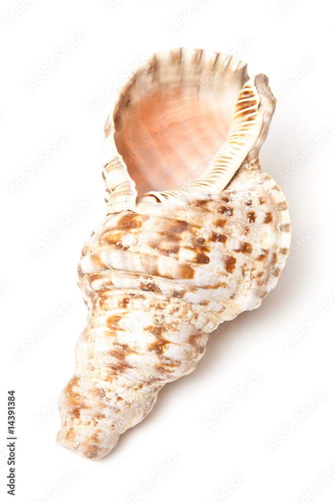 Conch shell isolated on a white studio background.