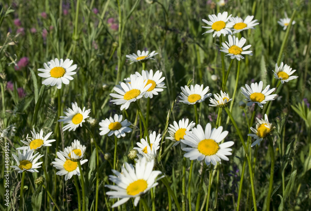 Chamomile Chamomile