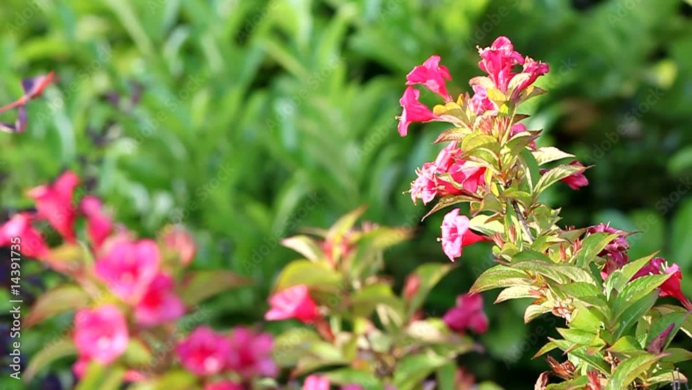 arbuste à fleurs roses en trompette en fleur