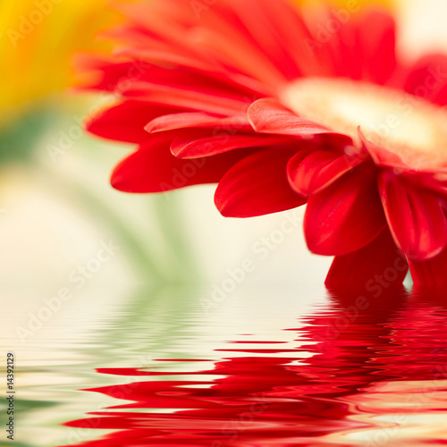 Red daisy-gerbera with soft focus reflected in the water