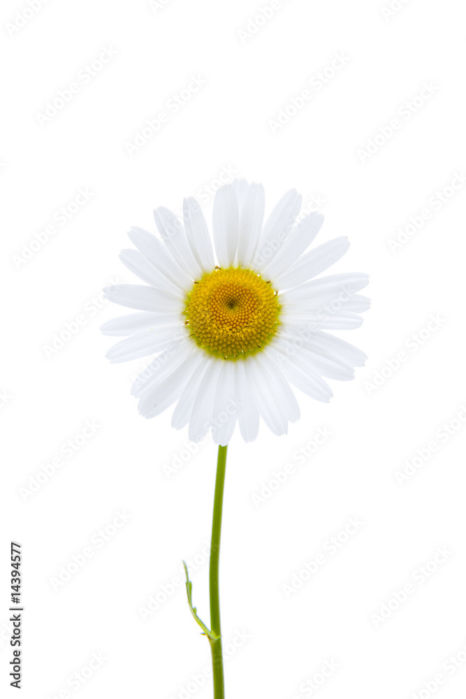 Fototapeta premium Margerite