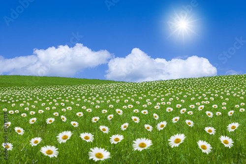 Blumenwiese