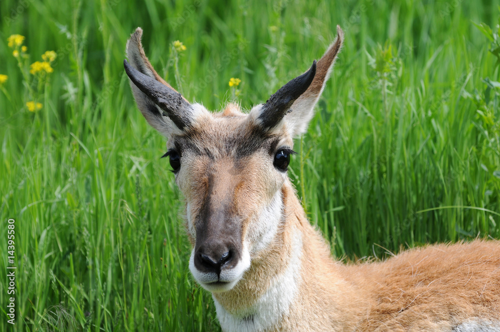 Alert Antelope Bedded Down in Meadow Alert Antelope Bedded Down in Meadow