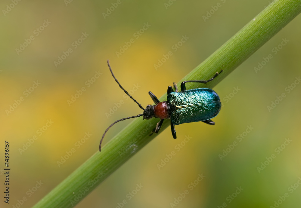 Naklejka premium Blaubock