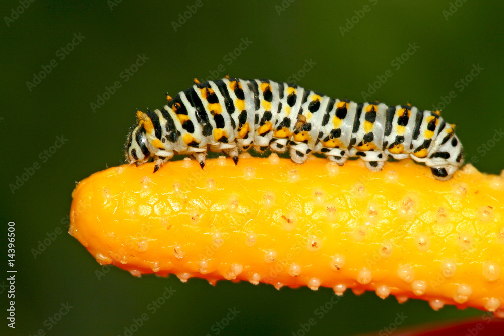 Naklejka premium insects