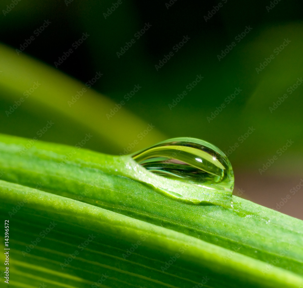 Fototapeta premium water drop on green leaf