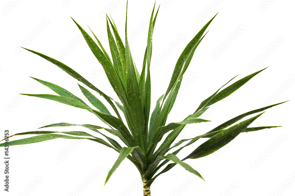 Obraz premium feuillage de yucca