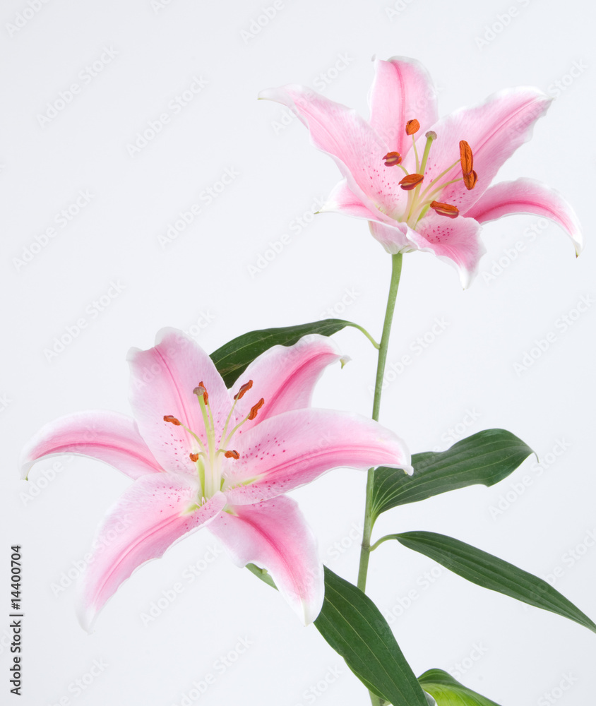 Pink Lilies on Light Gray Background