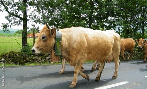 vaches Aubrac en transhumance