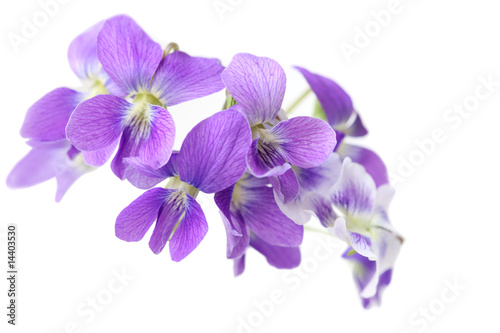 Wild Violet Flowers