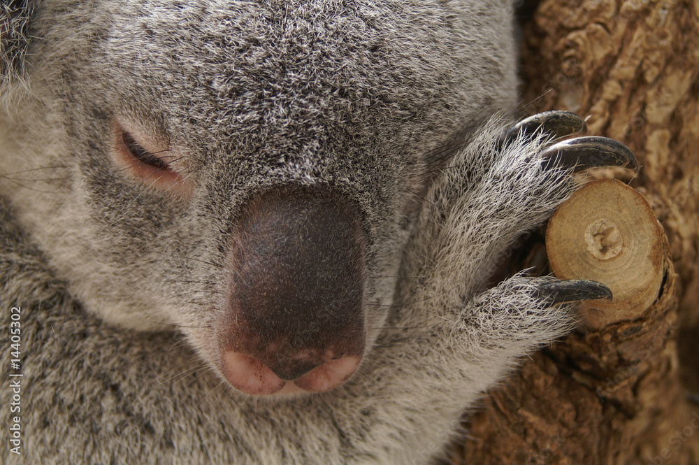 Obraz premium Koala