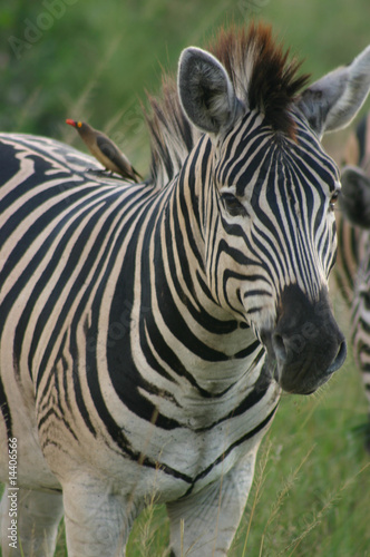 Zebra mit Madenpicker im Kr  ger Nationalpark - S  dafrika