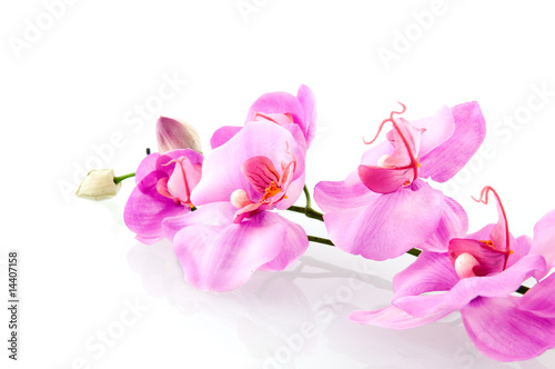 Fototapeta Naklejka Na Ścianę i Meble -  Pink orchid on white background
