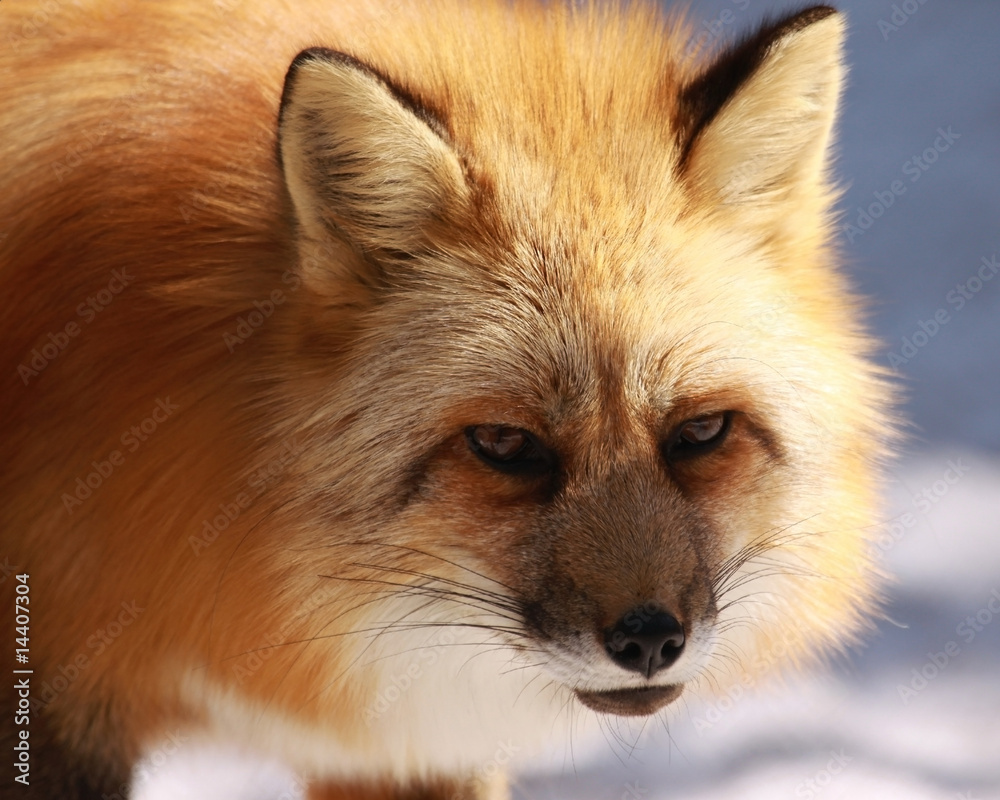 Obraz premium Sly Fox