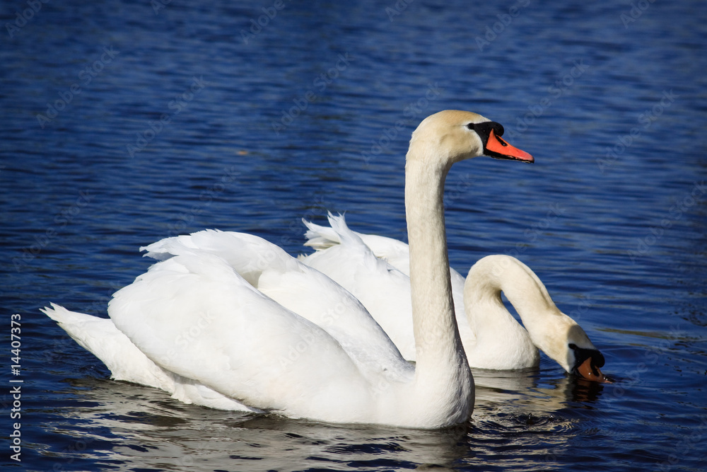 Pair of white swans