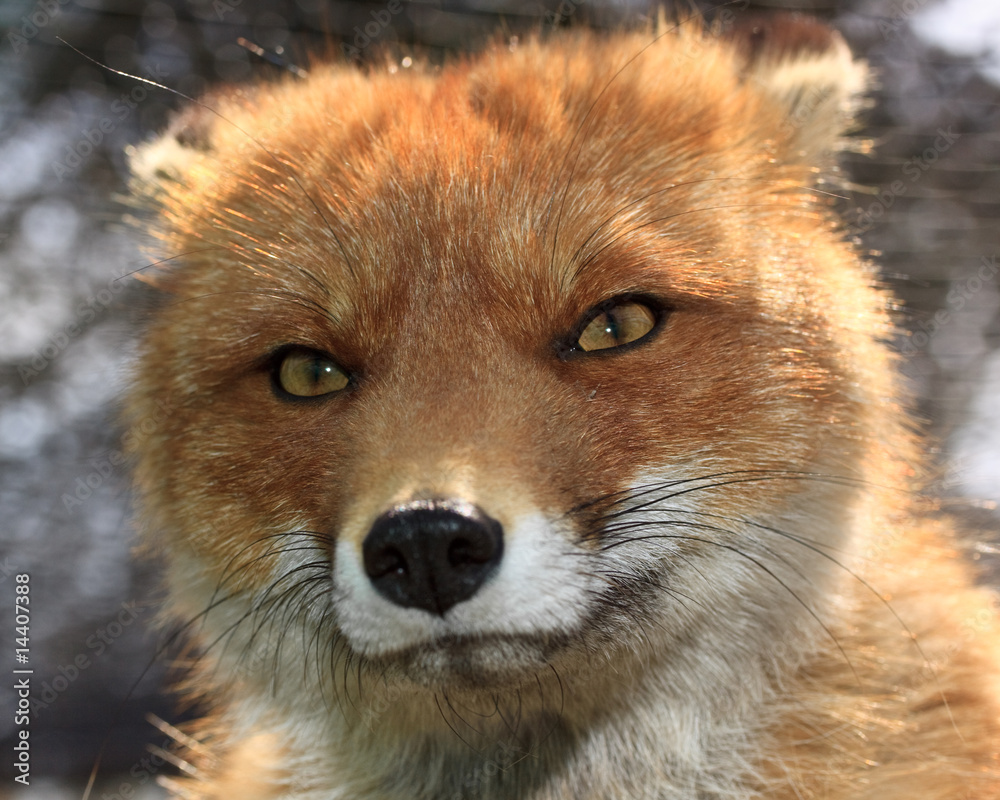 Obraz premium Red fox