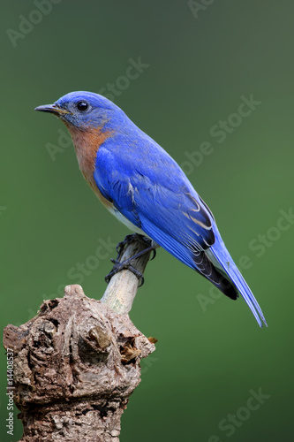 Bluebird On A Stump © Steve Byland