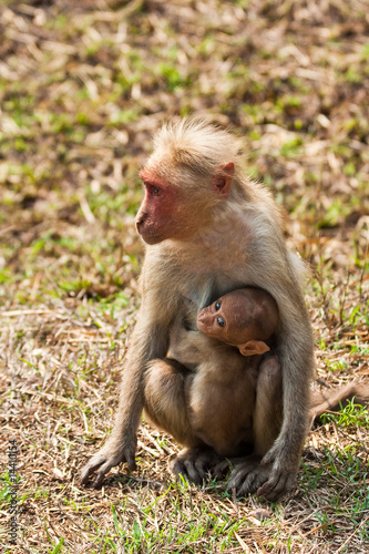 Bonnet Macaque Nursing