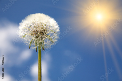 Dandelion on blue sky