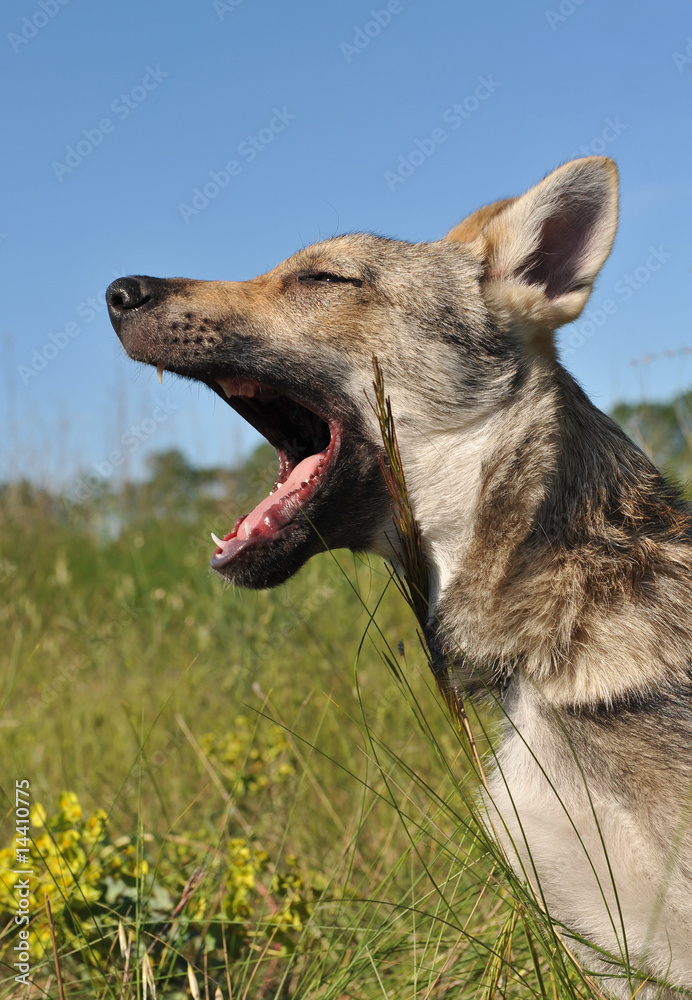 Fototapeta premium baillement de petit loup