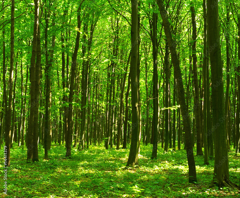 forest forest
