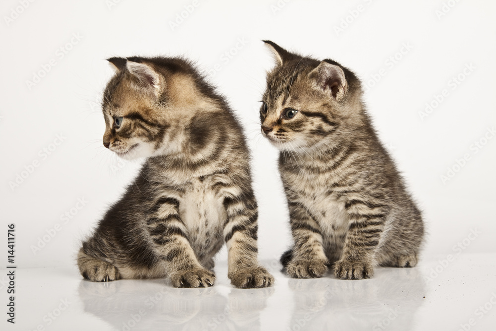 Obraz premium kitten