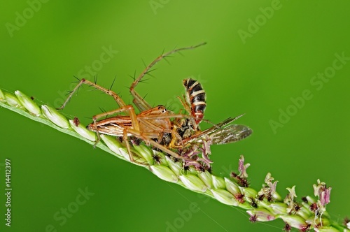 lynx spider eating a bee in the parks © Wong Hock Weng
