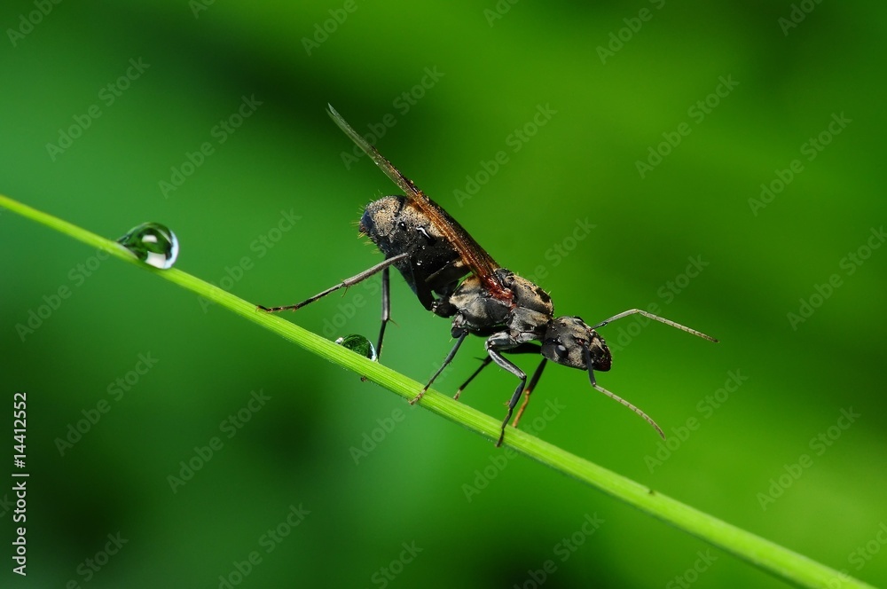 Naklejka premium black ant and dew