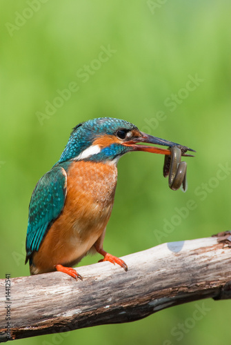 Kingfisher with small eel