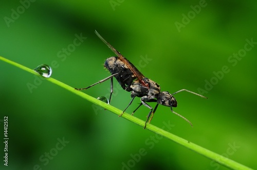 black ant and dew