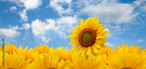 sunflowers and blue sun sky