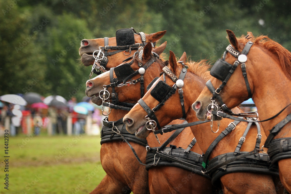 Obraz premium fuchs quartet