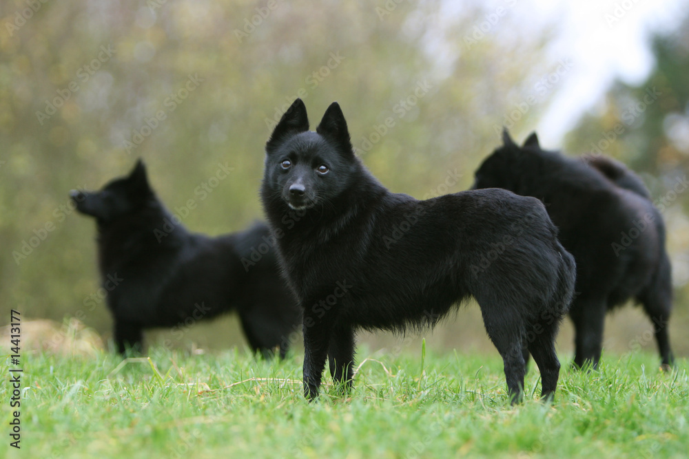 trois schipperke noir à la campagne trois schipperke noir à la campagne