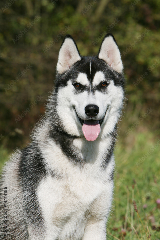 bel husky sibérien noir et blanc en portrait de face