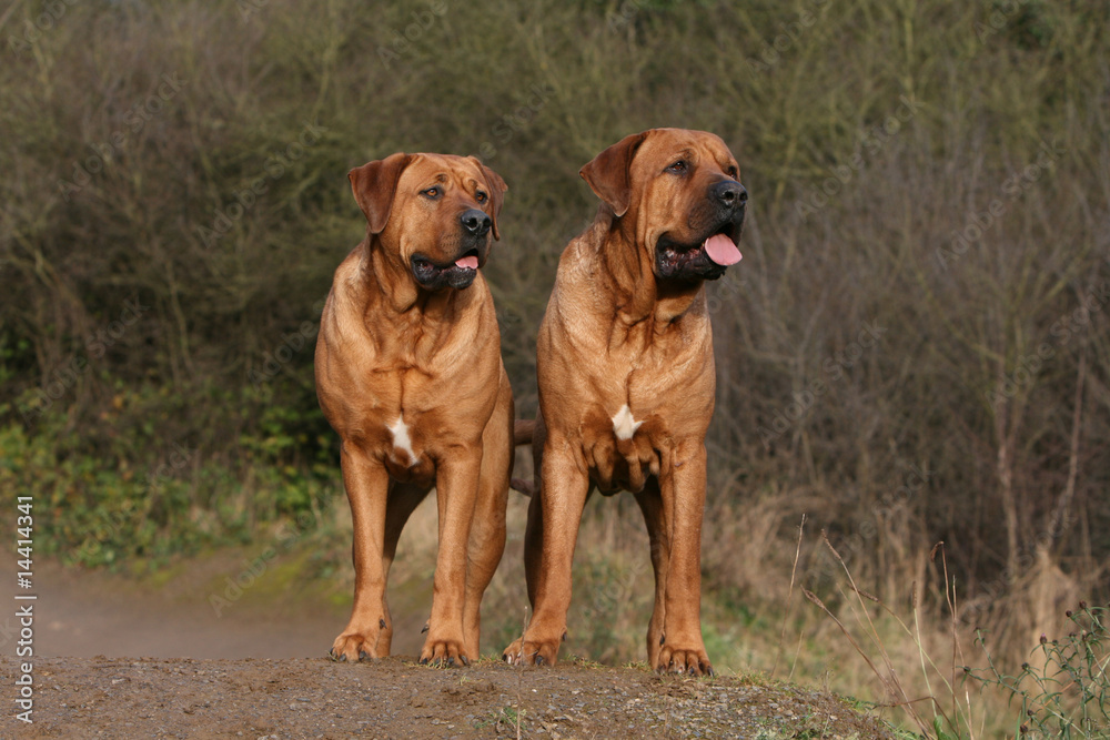 couple de tosa-inu de face à la campagne couple de tosa-inu de face à la campagne