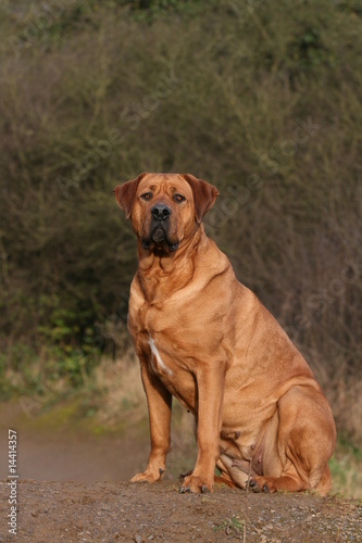 tosa-inu assis sagement sur le bord d'un chemin © Dogs