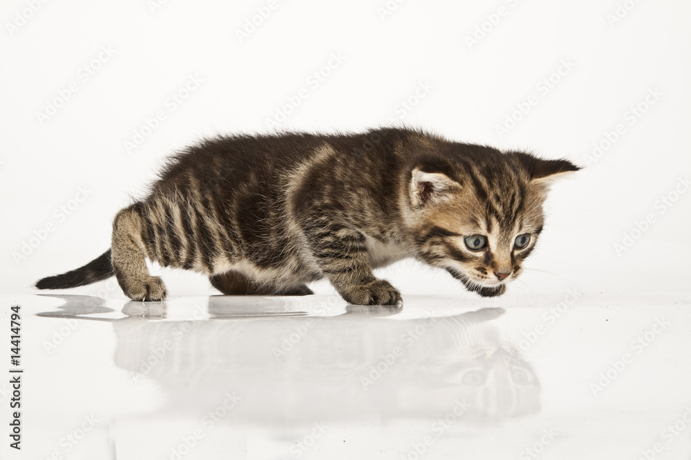 Fototapeta premium kitten