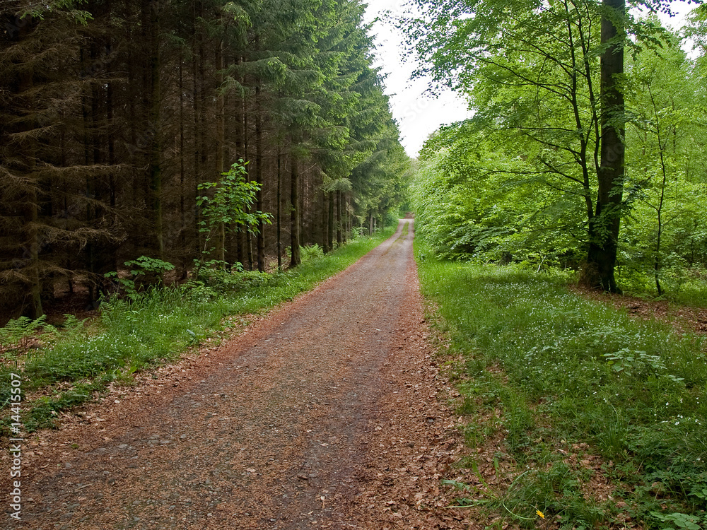 Naklejka premium Footpath in a forest