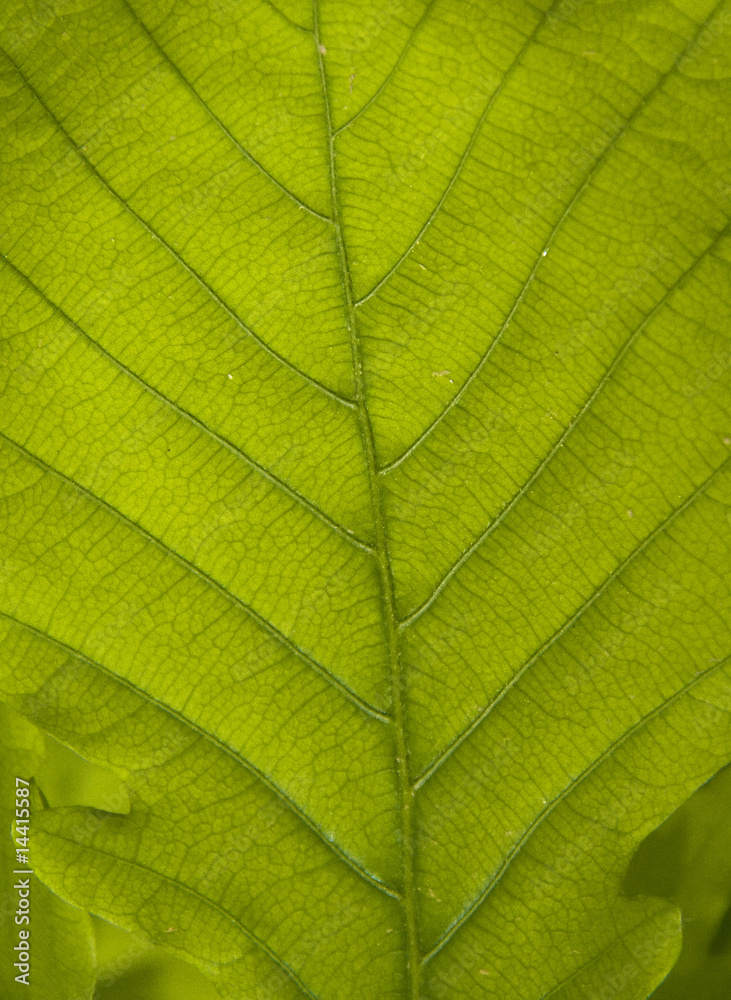 green leaf green leaf