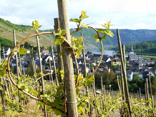 Herzerziehung an der Mosel photo