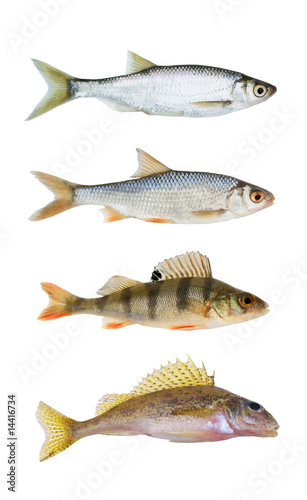 River fish collection isolated on white